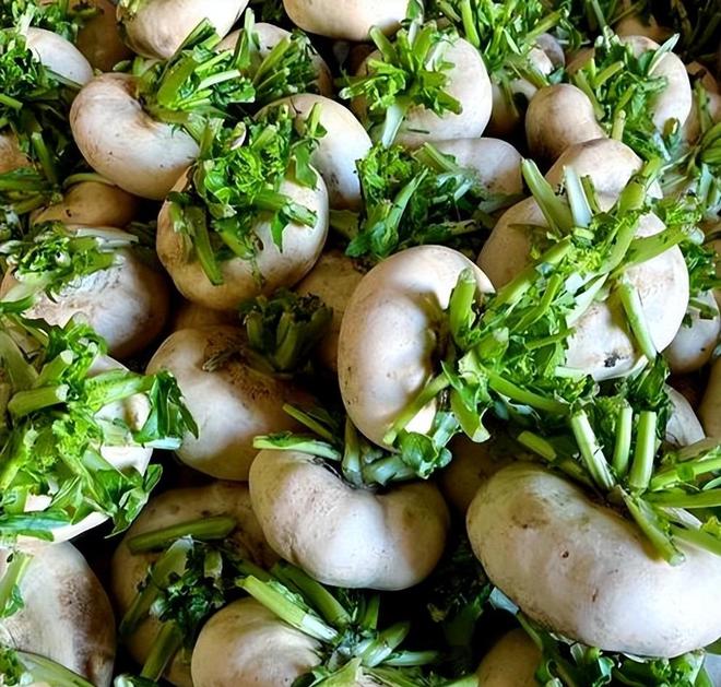 亩产高达7000斤！常被误认作萝卜曾经的救命粮如今成出口名蔬(图8)