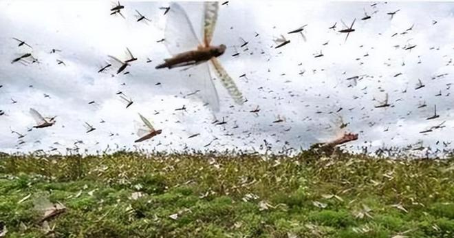 亩产高达7000斤！常被误认作萝卜曾经的救命粮如今成出口名蔬(图5)