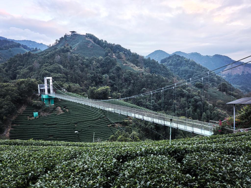 一片叶“沏”出农文旅融合新画卷(图1)