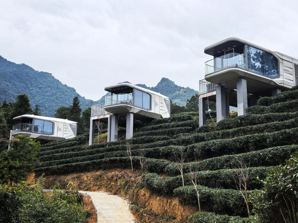 一片叶“沏”出农文旅融合新画卷(图2)