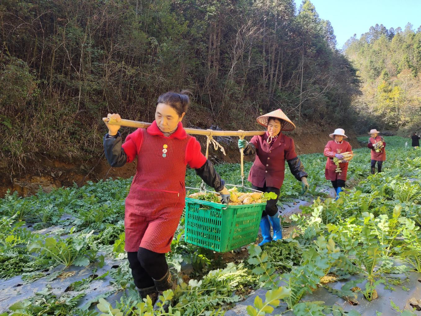 湖南桂东：高山蔬菜铺就乡村振兴绿美之路(图3)