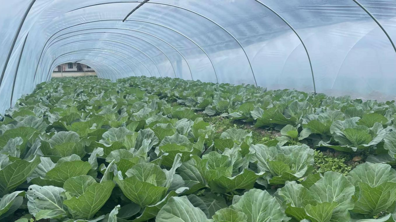 湖南桂东：高山蔬菜铺就乡村振兴绿美之路(图1)