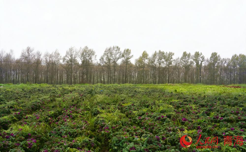 向“新”而行“青”力而为(图5)