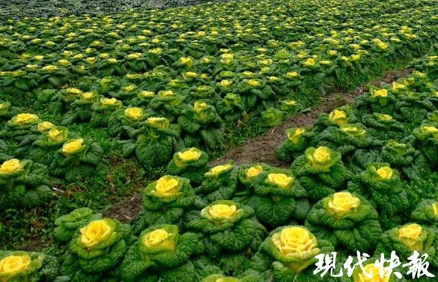 精准育种+绿色肥业南京农业大学两项成果获江苏省科技奖(图2)