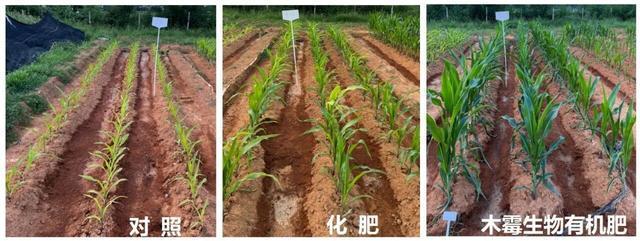 精准育种+绿色肥业南京农业大学两项成果获江苏省科技奖(图1)