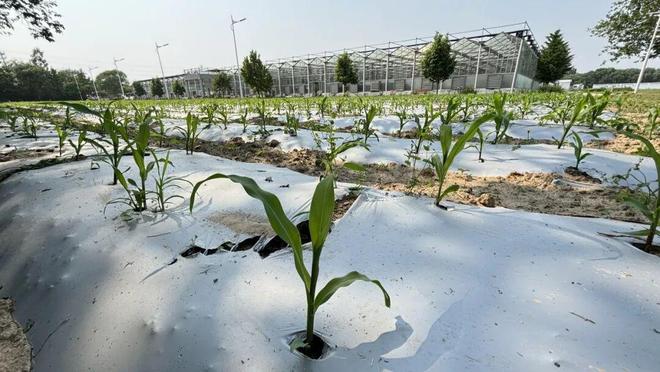 实力回乡丨拒绝微塑料侵蚀土壤一心回乡坚决守护餐桌纯净(图12)