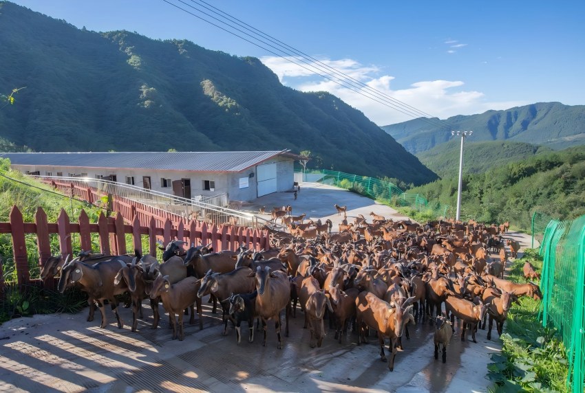 一只“羊”的逆袭：从深山走向百亿产业(图1)