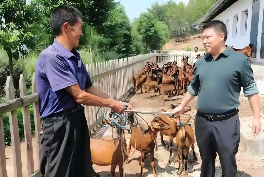 一只“羊”的逆袭：从深山走向百亿产业(图3)