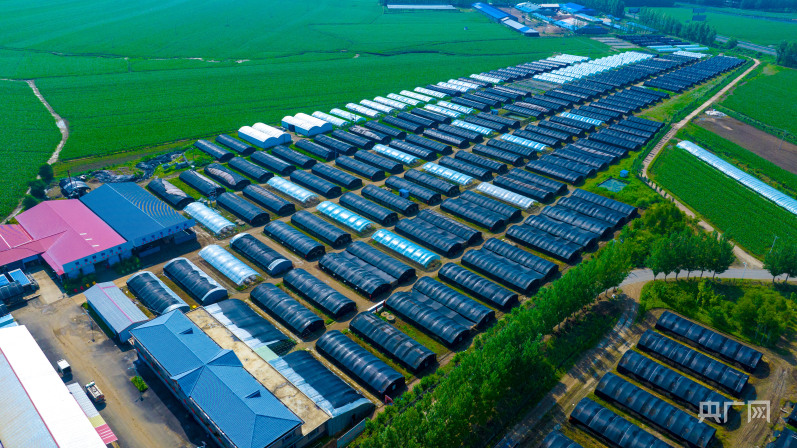 “黑土优品”看龙江丨海林猴头菇林间出珍品(图2)