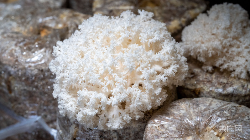 “黑土优品”看龙江丨海林猴头菇林间出珍品(图1)