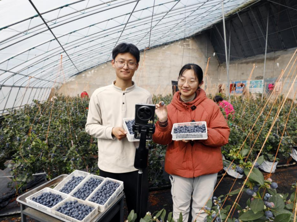连云港赣榆区：8000株盆栽蓝莓俏销春日市场(图2)