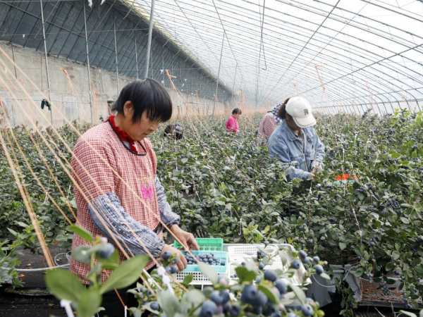 连云港赣榆区：8000株盆栽蓝莓俏销春日市场(图1)