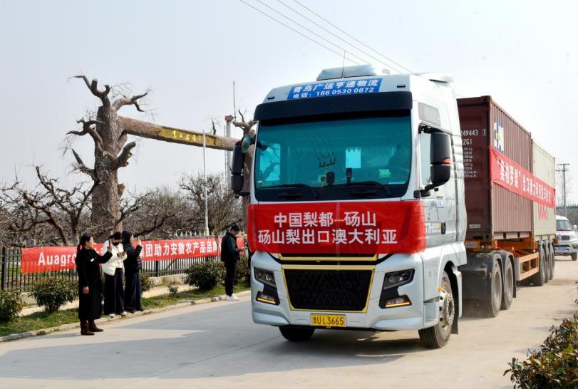 安徽砀山：“中国甜”香飘大洋洲外贸再上新台阶(图1)