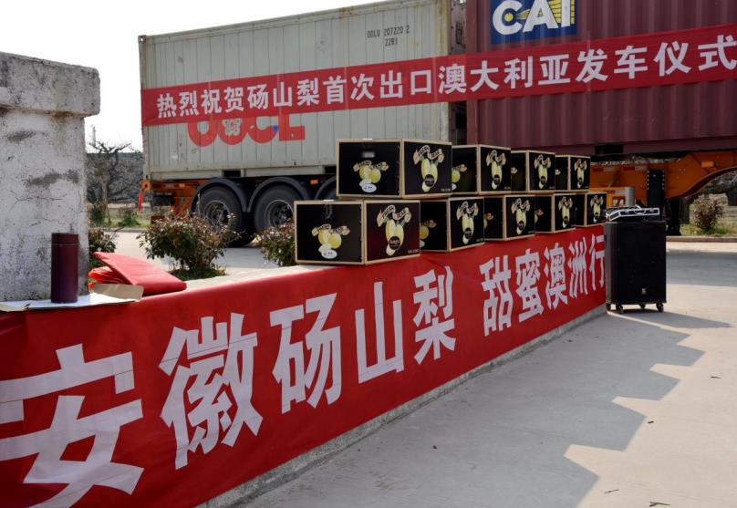 安徽砀山：“中国甜”香飘大洋洲外贸再上新台阶(图2)