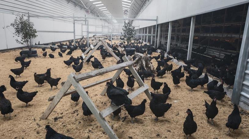 安徽泗县：一颗瓜一枚蛋一双鞋一壶茶(图2)