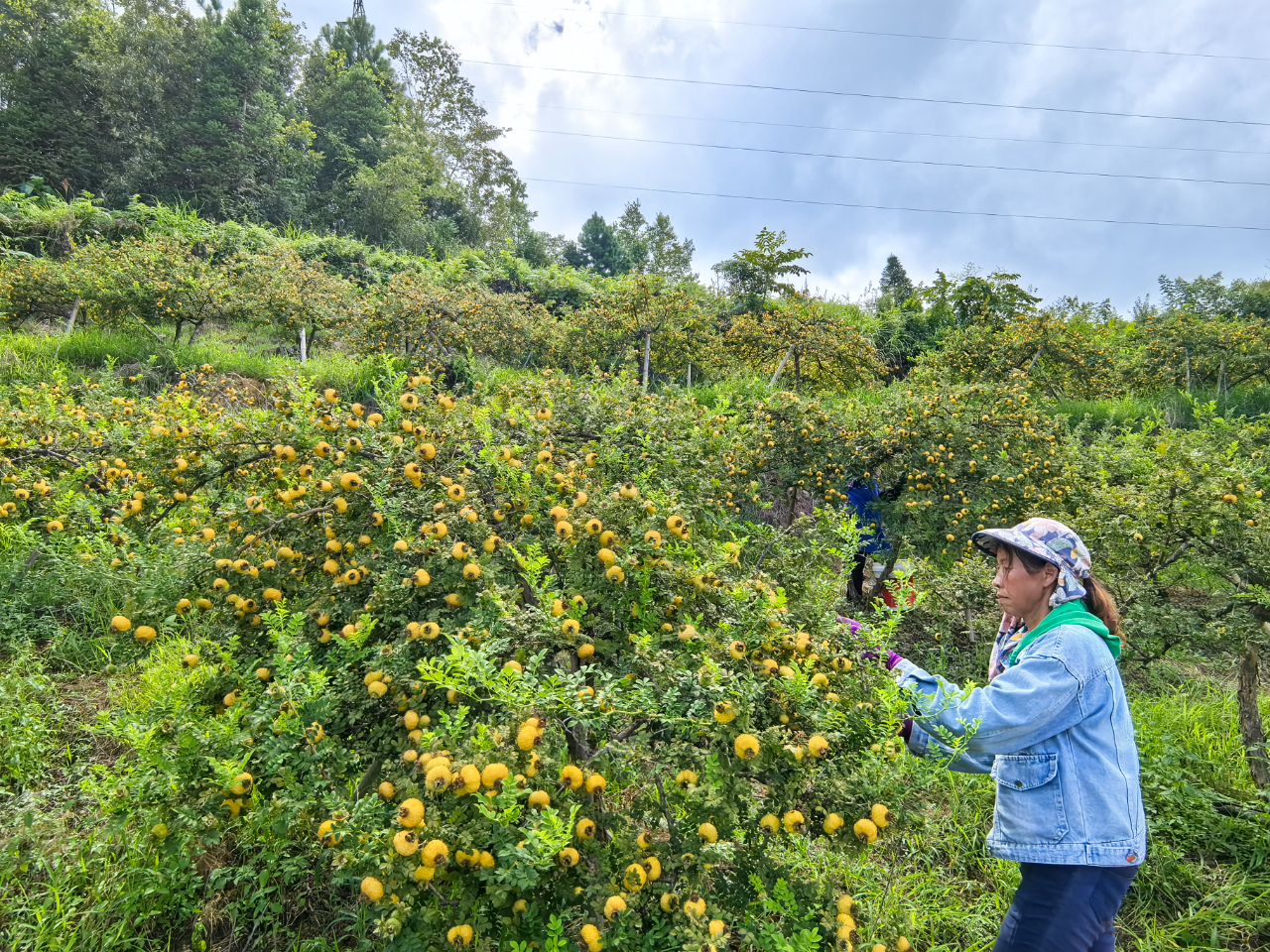 贵州黔南：山野果摇变黄金果致富之路越走越宽(图1)