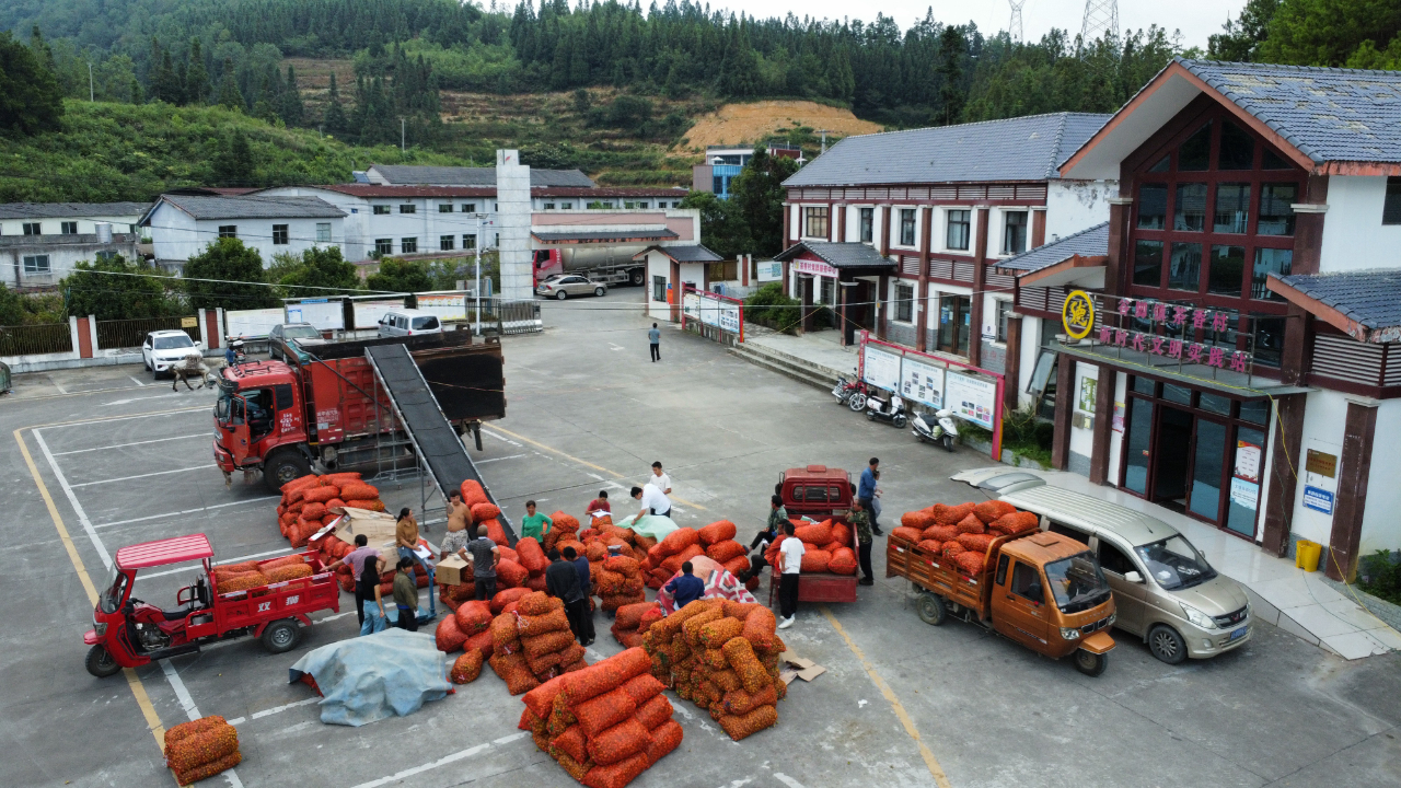 贵州黔南：山野果摇变黄金果致富之路越走越宽(图2)