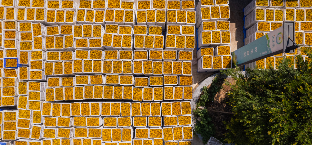 贵州黔南：山野果摇变黄金果致富之路越走越宽(图3)