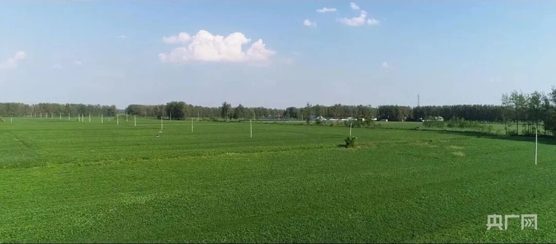 宿州市埇桥区:攥紧“中国芯片”端稳“中国饭碗”(图1)