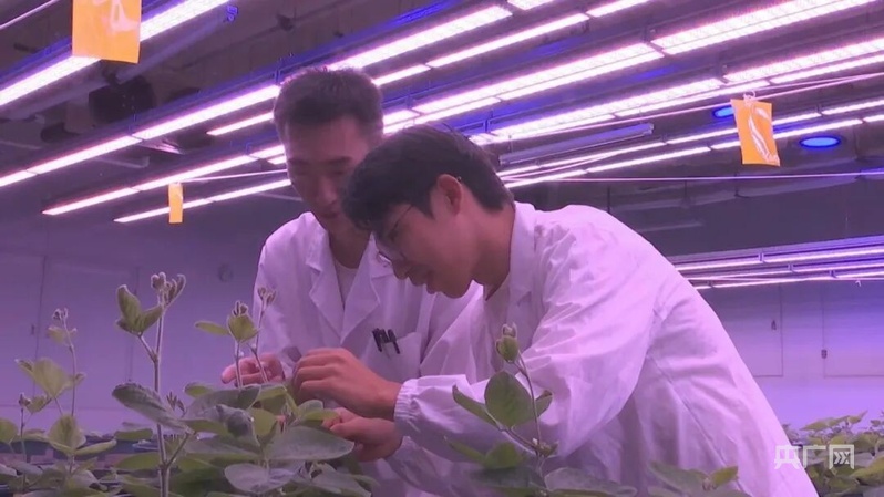 宿州市埇桥区:攥紧“中国芯片”端稳“中国饭碗”(图2)