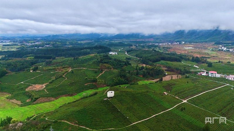 地标中国行·采茶春山上｜江西浮梁：史子园的移民与艺术之歌让千亩茶园“活”起来(图1)