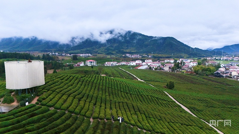 地标中国行·采茶春山上｜江西浮梁：史子园的移民与艺术之歌让千亩茶园“活”起来(图2)