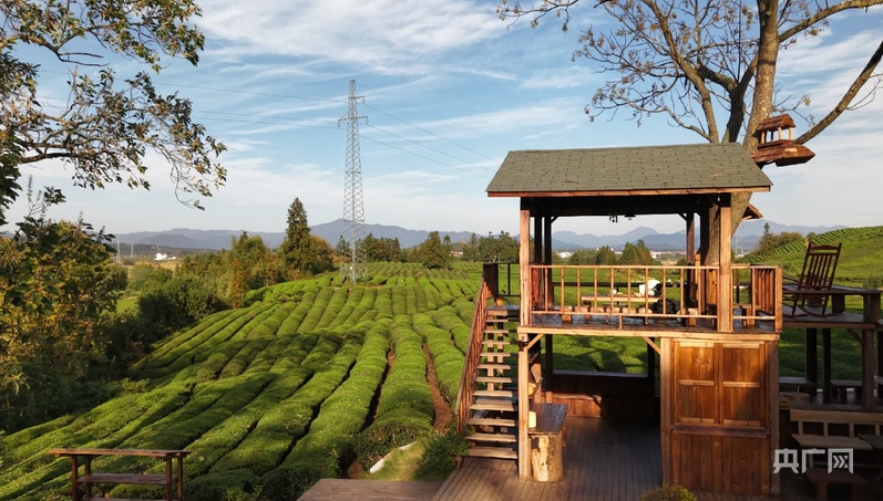 地标中国行·采茶春山上｜江西浮梁：史子园的移民与艺术之歌让千亩茶园“活”起来(图3)