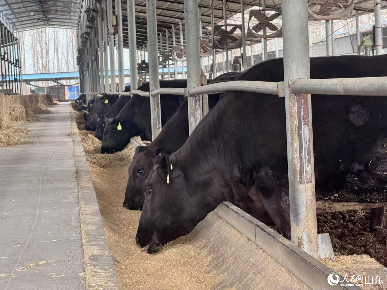 我的家乡有特产丨产业链上“牛”劲足(图2)