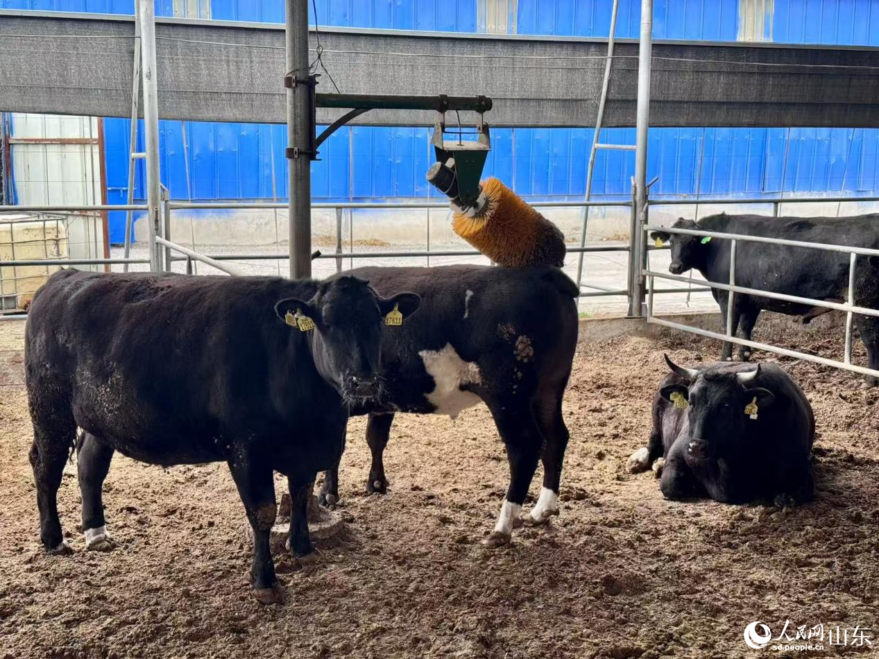 我的家乡有特产丨产业链上“牛”劲足(图1)