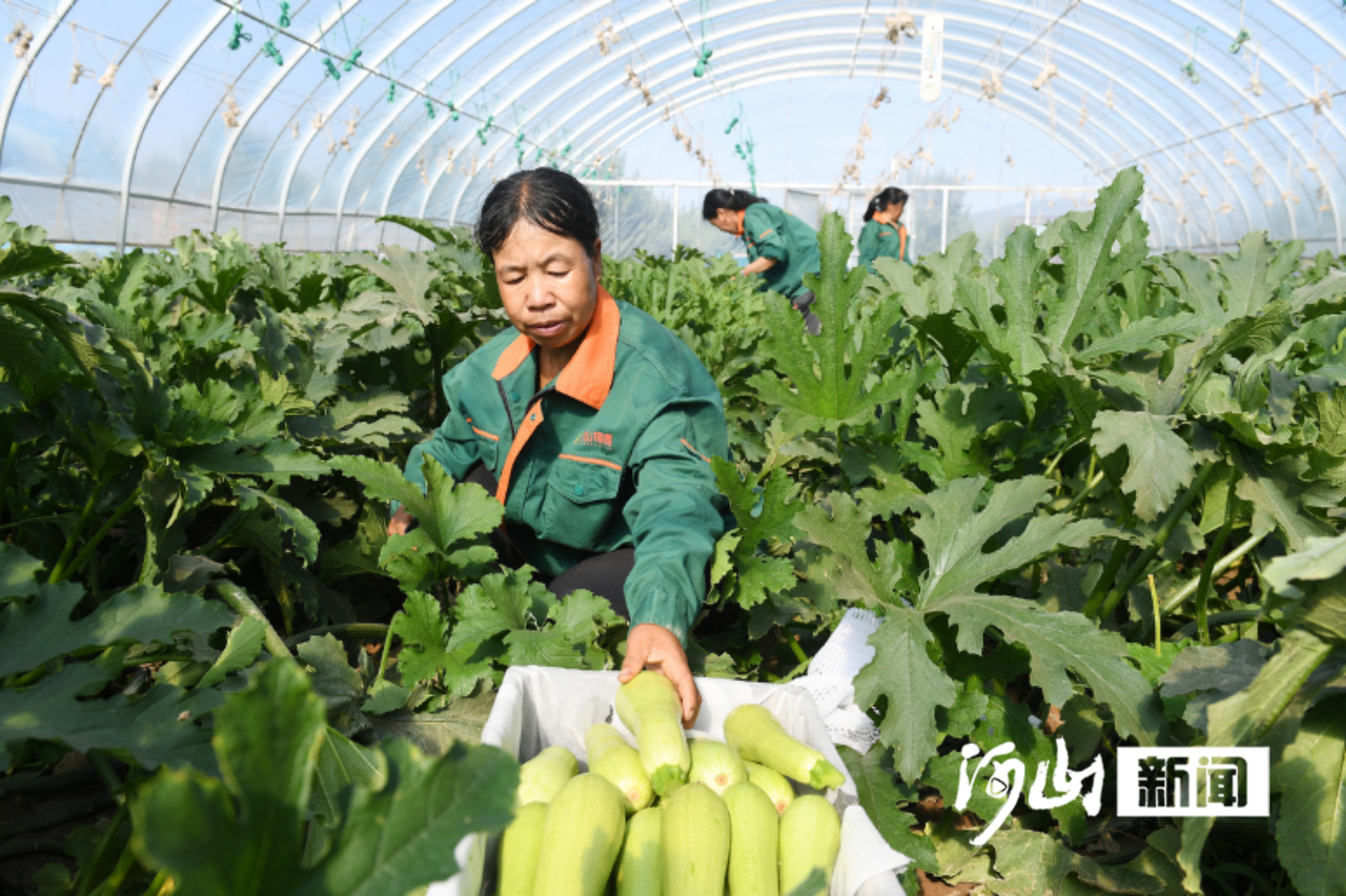 秋收新“绿”——看张家口市有机农业如何点“土”成金(图3)