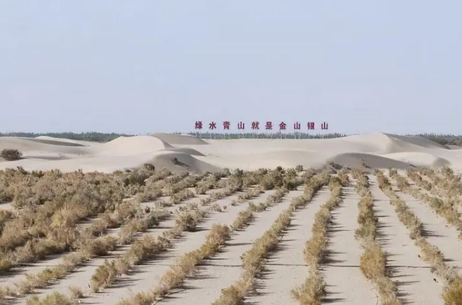 中国闹了个乌龙沙漠种麦本为保粮仓谁料金黄麦浪竟成治沙神器(图2)