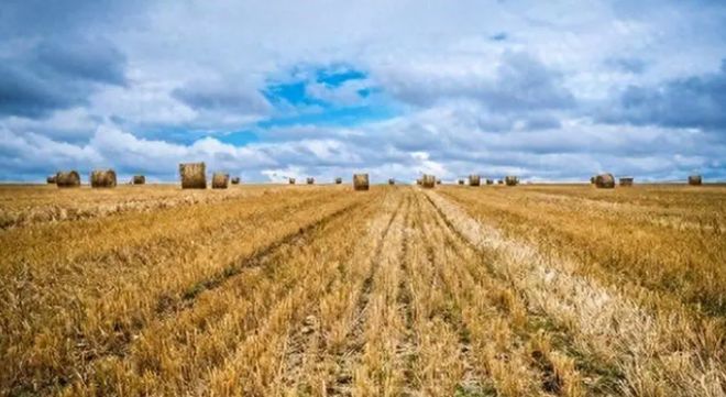 中国闹了个乌龙沙漠种麦本为保粮仓谁料金黄麦浪竟成治沙神器(图1)