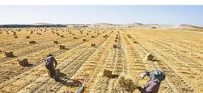 中国闹了个乌龙沙漠种麦本为保粮仓谁料金黄麦浪竟成治沙神器(图6)