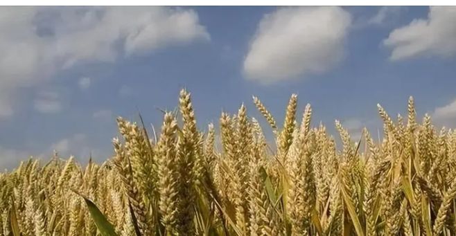 中国闹了个乌龙沙漠种麦本为保粮仓谁料金黄麦浪竟成治沙神器(图5)