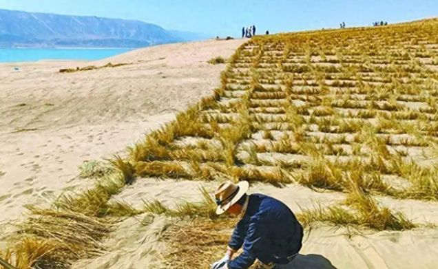 中国闹了个乌龙沙漠种麦本为保粮仓谁料金黄麦浪竟成治沙神器(图4)