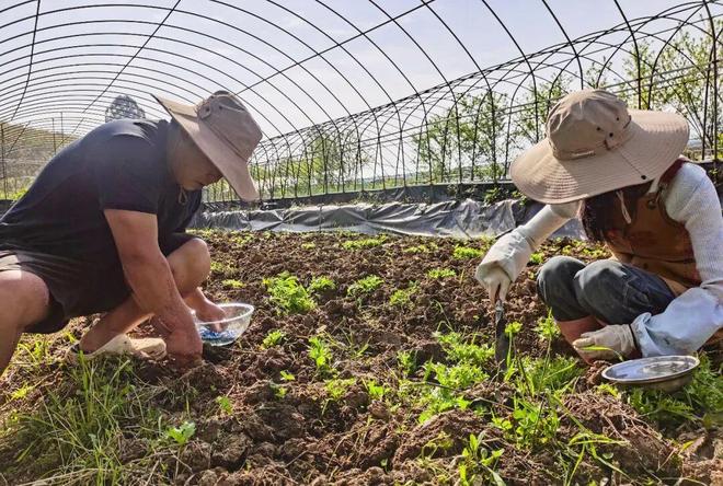 这拨年轻人争当田园主理人(图2)