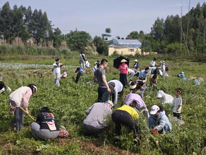 这拨年轻人争当田园主理人(图1)