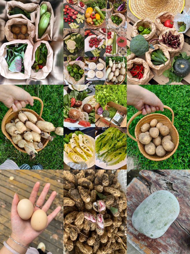 这拨年轻人争当田园主理人(图8)