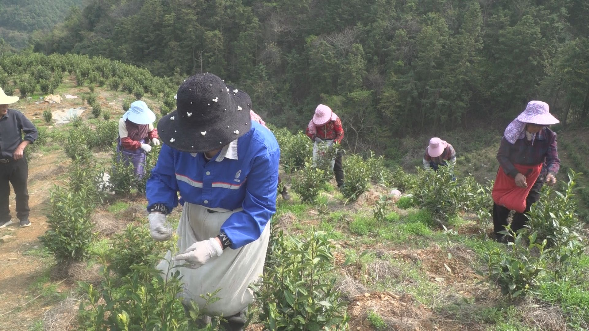 江西彭泽：一片绿叶何以成为富民强镇的“金叶”(图2)
