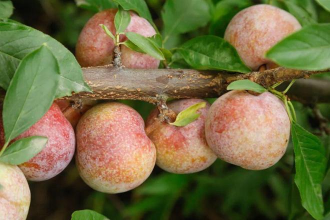 《食品科学》:福建省农业科学院叶新福研究员等:不同成熟度芙蓉李及其在低温贮藏过程中的代谢物差异分析(图1)