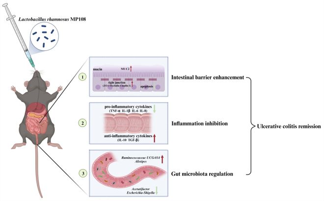 FSHW鼠李糖乳杆菌MP108通过增强肠道屏障、抑制炎症和调节肠道菌物群减轻小鼠溃疡性结肠炎(图1)