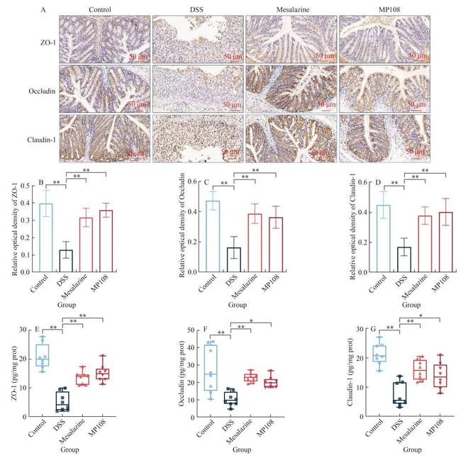 FSHW鼠李糖乳杆菌MP108通过增强肠道屏障、抑制炎症和调节肠道菌物群减轻小鼠溃疡性结肠炎(图6)