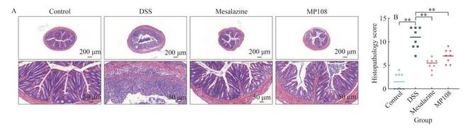 FSHW鼠李糖乳杆菌MP108通过增强肠道屏障、抑制炎症和调节肠道菌物群减轻小鼠溃疡性结肠炎(图3)
