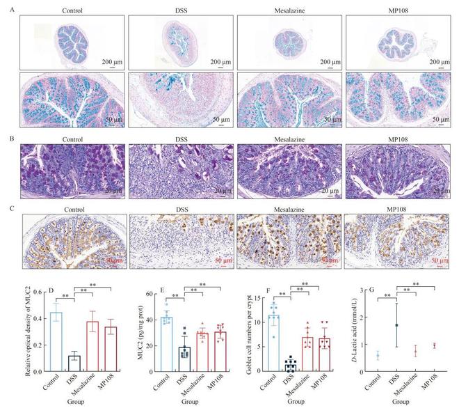 FSHW鼠李糖乳杆菌MP108通过增强肠道屏障、抑制炎症和调节肠道菌物群减轻小鼠溃疡性结肠炎(图4)