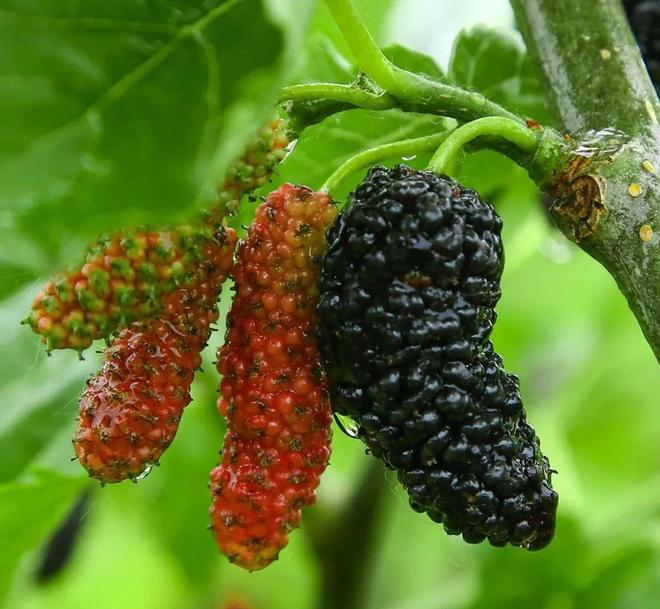 四川桑椹果汁原浆供应商亲测分享：2026年行业趋势与实践经验(图2)