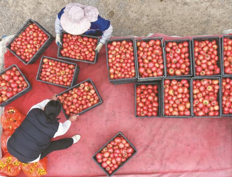 安徽巢湖：中垾大番茄红火开摘(图1)