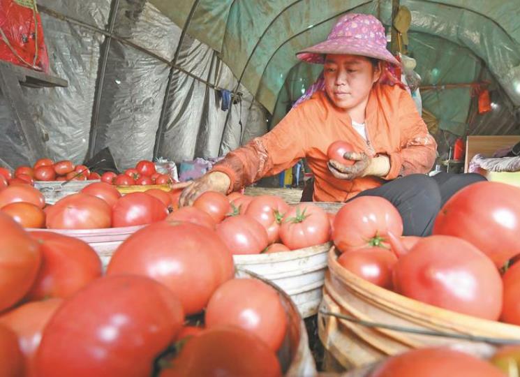 安徽巢湖：中垾大番茄红火开摘(图3)