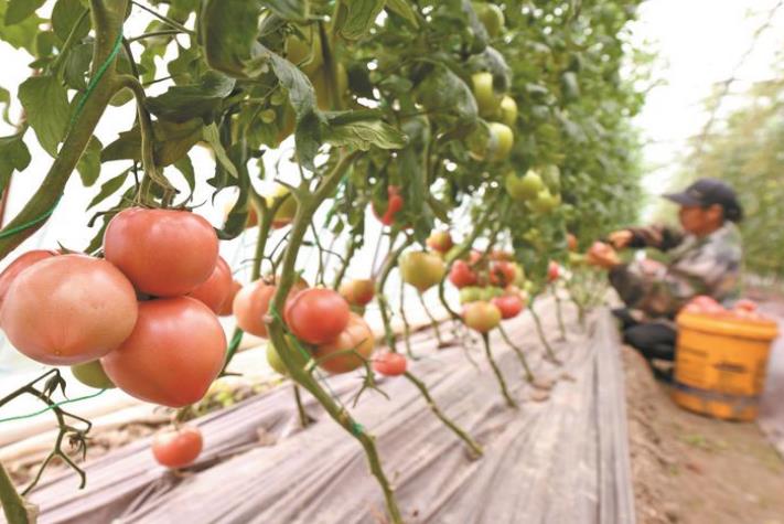 安徽巢湖：中垾大番茄红火开摘(图2)