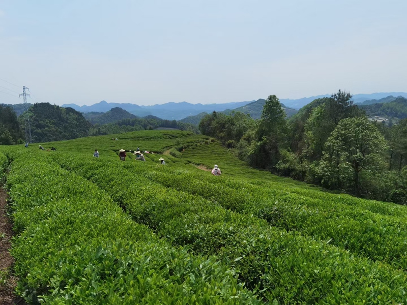 从指尖到舌尖！遵义职院“新茶人”炒出“产教融合春天”(图1)