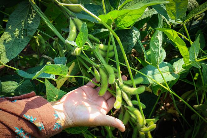 2035年我国粮食自给率预计达到896%(图3)